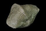 Pyrite Replaced Brachiopod (Paraspirifer) Fossil - Ohio #135556-2
